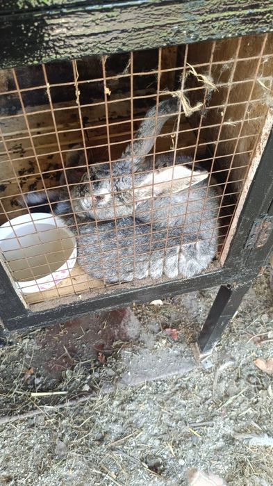 Продам самцов по 8 месяцев