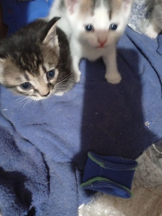 Отдадим котят бесплатно