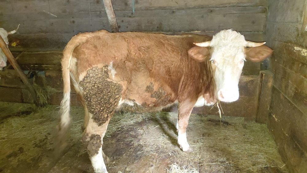 Vând vacă gestantă