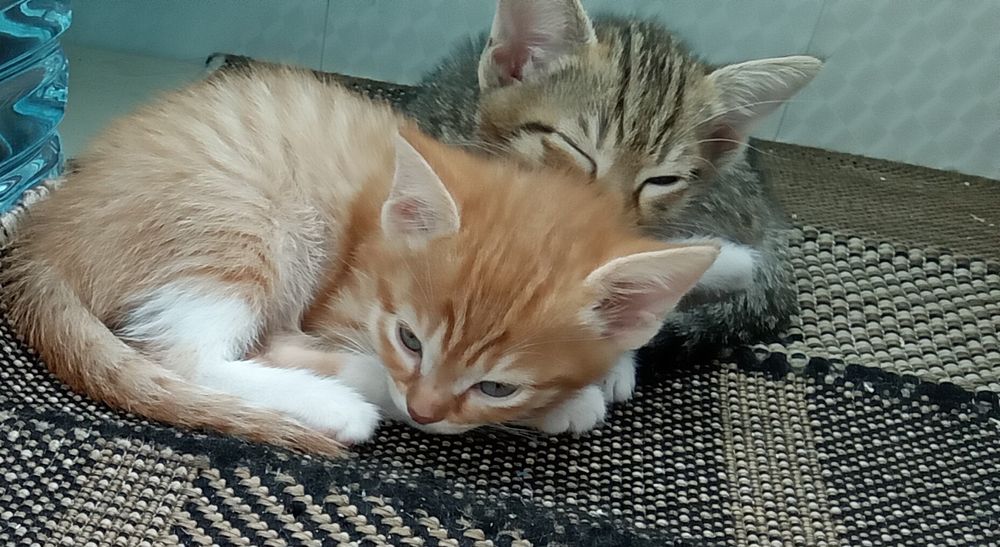 Отдам котят в добрые руки