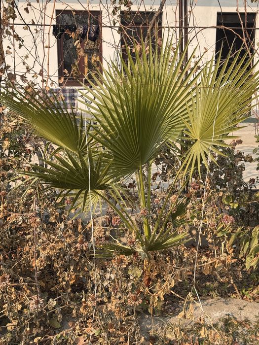 Gul sotiladi boyi 180 sm  2yillik gul