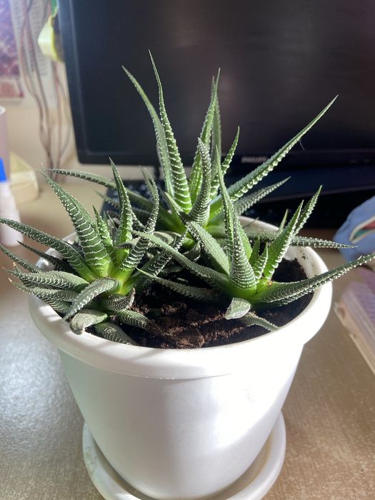 Хавортия, могу поменяться