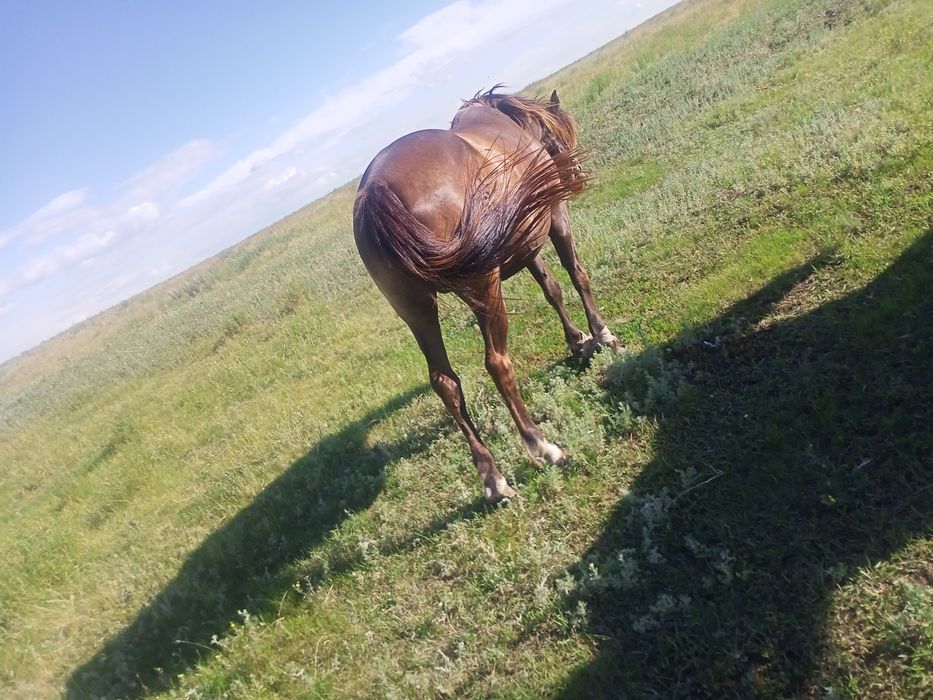 Продам кабылка 5 летка и 4 лет .