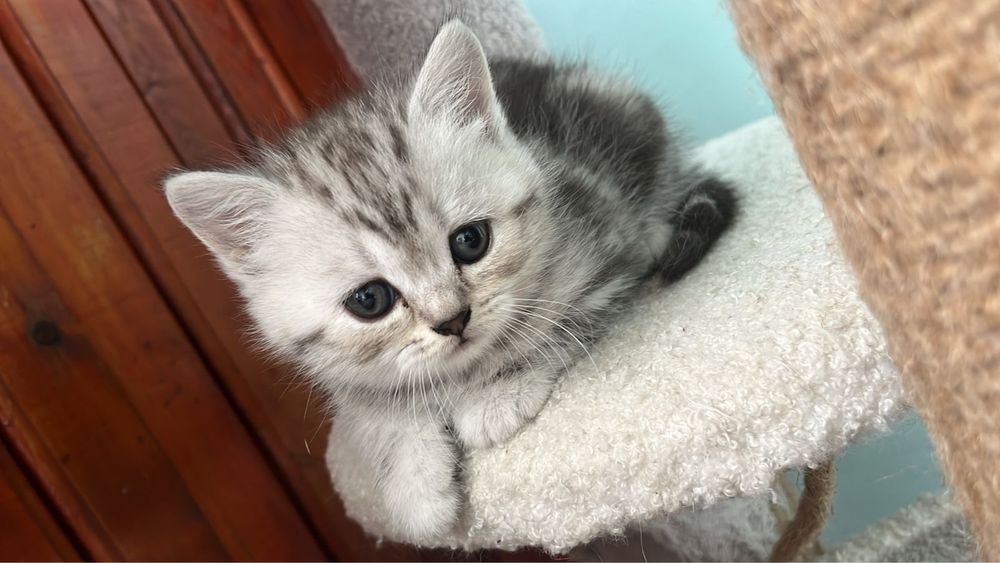 Котята Шотландцы