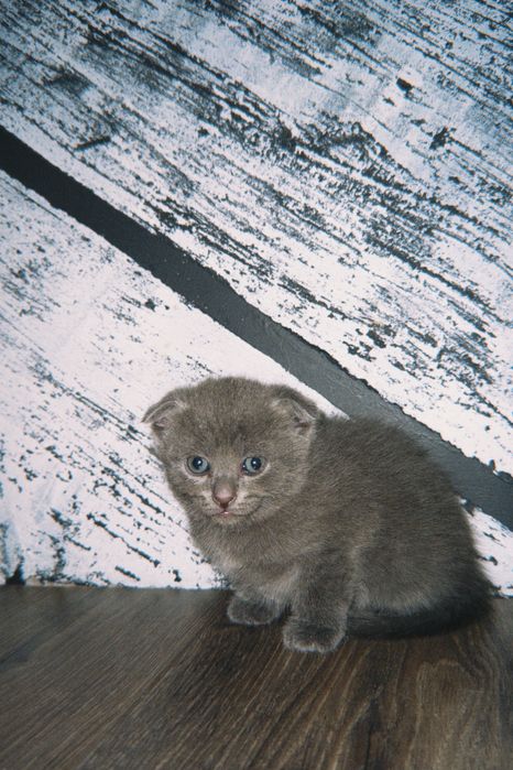 британские котята