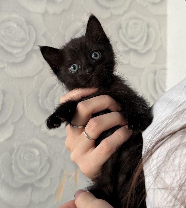 Отдам котят в добыре руки