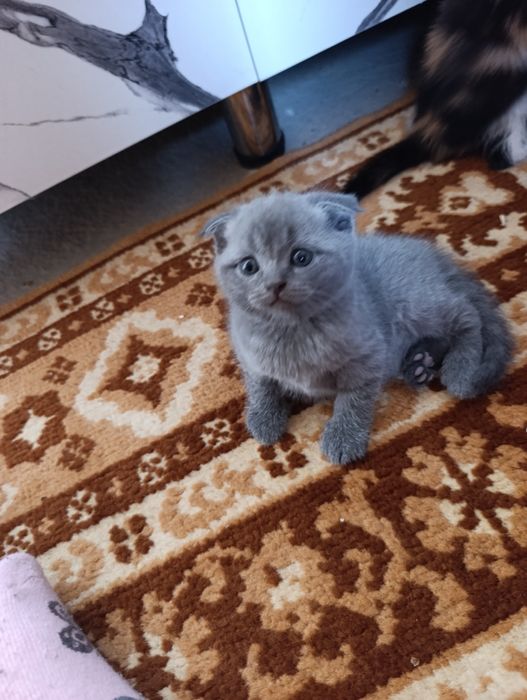 Mushukchalar sotiladi