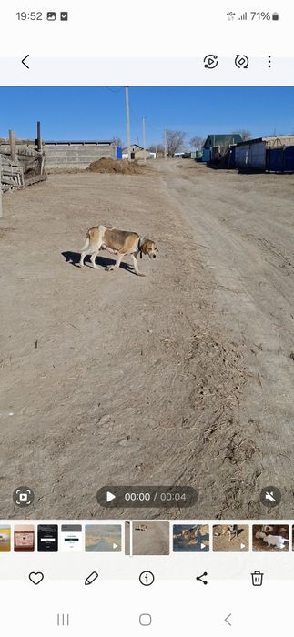 Русская гончая (гончак)