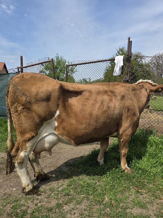Vând Vaci De Prăsilă