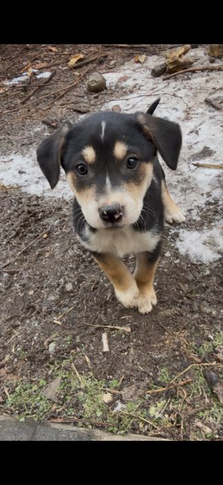 Отдам щенят красивых