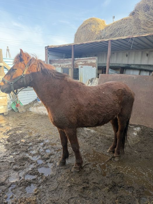 Ат пиштирилген , конь, лошадь