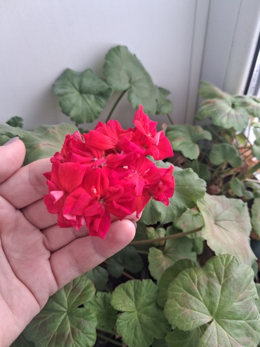 Пеларгония королевская