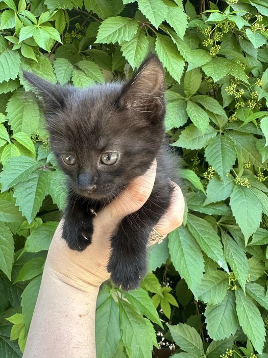 Отдам котят в добрые руки