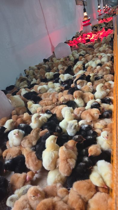 Puiuți de o zi disponibili