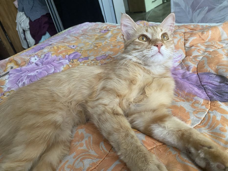 Молодой котик мальчик