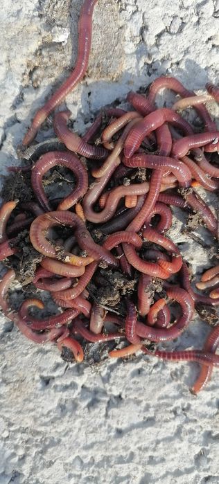 Kaliforniya Qizil Chuvalchang