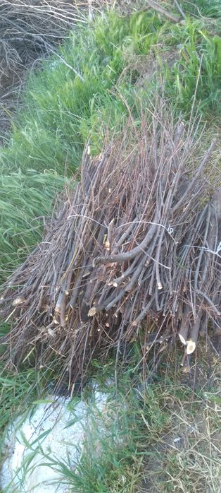 Утин сотаман. Шох