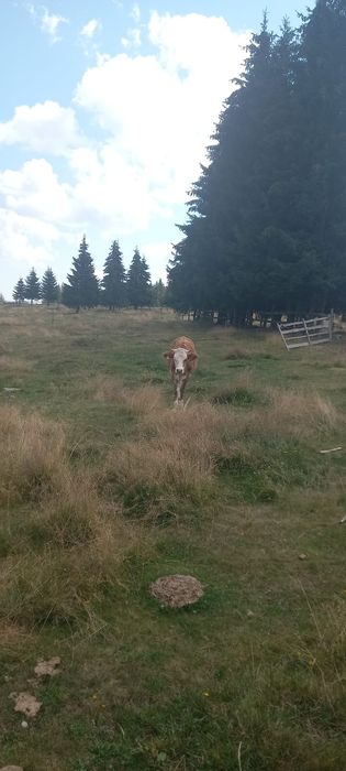 Juninca de 1 an de vanzare