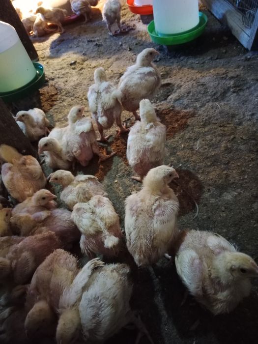 Продажа бройлеры