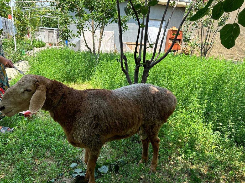 Qoʻchqorlar (кучкор) sotiladi