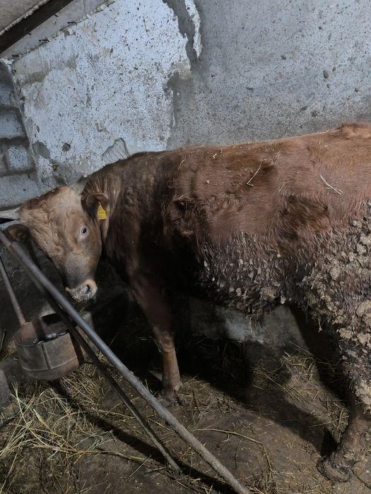 Продам быка с откорма можно на племя