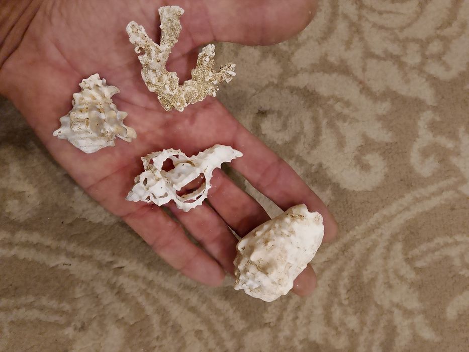 Кораблики для аквариума и ракушки