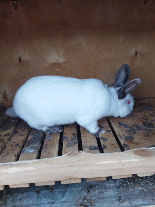 Продам кролика Калифорния