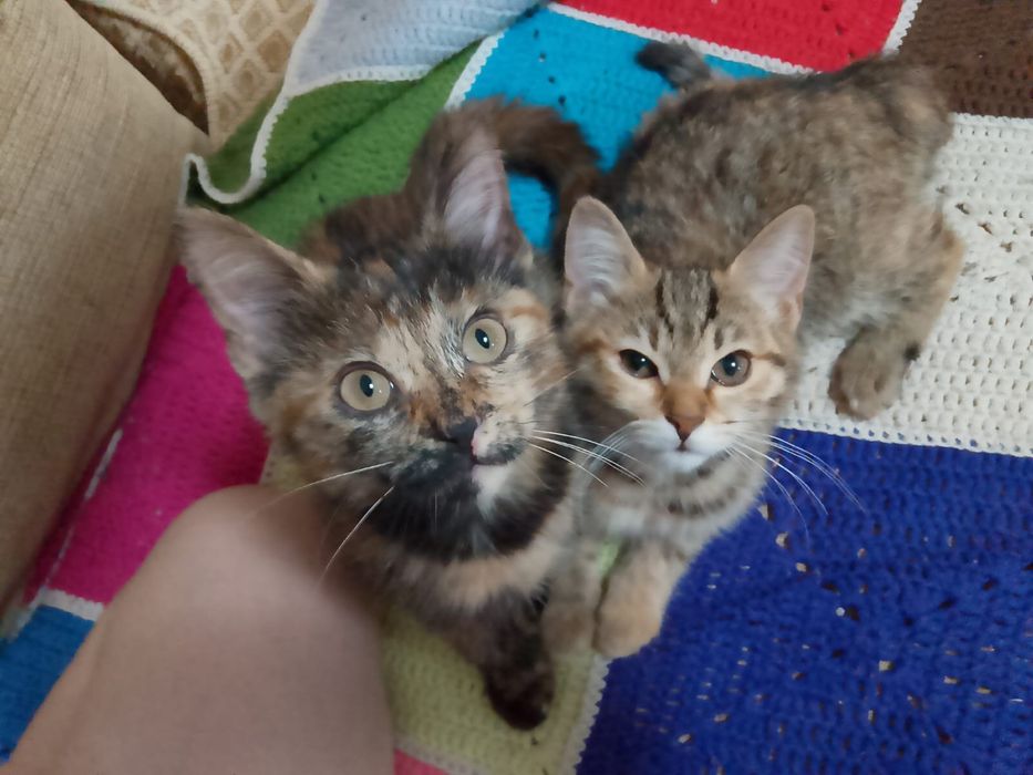 Отдам котят в хорошие руки
