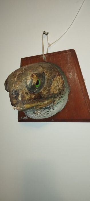 Водна остенурка от Куба