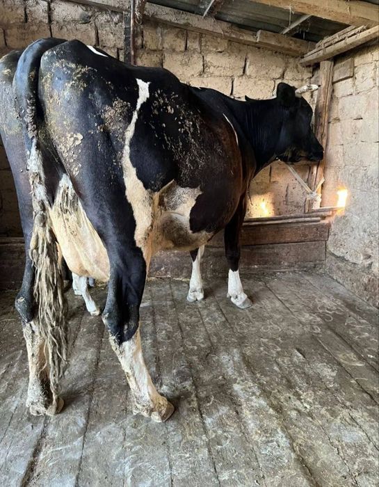 Продам стельную коровку,‘’