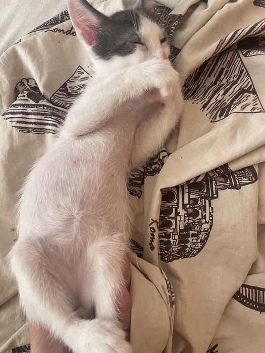 Donez motan alb cu gri si cu ochii verzi