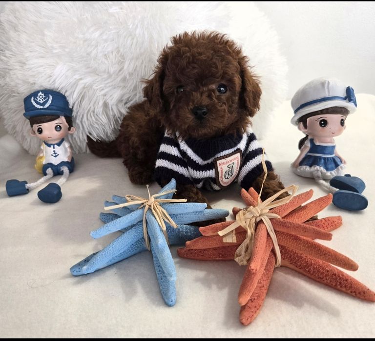 Пудел той Poodle toy родословие генетични тестове на родителите