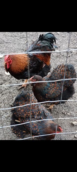 Ouă de incubat Wyandotte argintiu,roșu ,GSG ,splash și araucana.