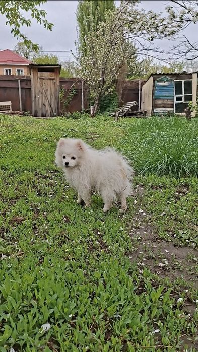 Мини щенок Померанский Щпиц )