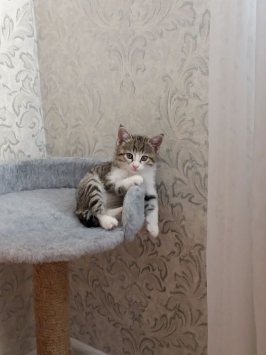 отдам двух котят в добрые руки (мальчики)