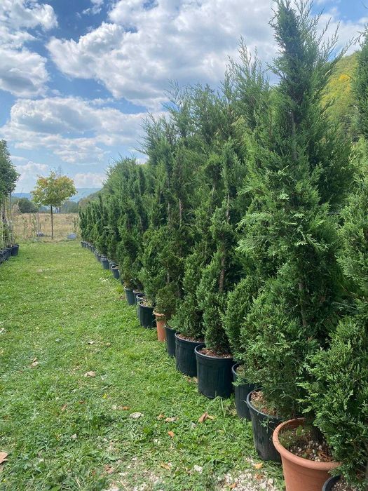 Plante Ornamentale de Calitate – Verifici Marfa la Descărcare
