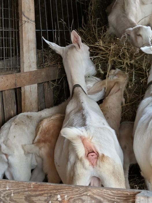 Vând țapi Sura Mare