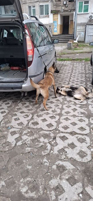 Белгиска овпарка малиноа