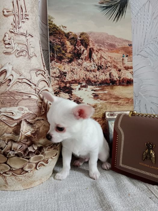 В продаже Чихуашки.