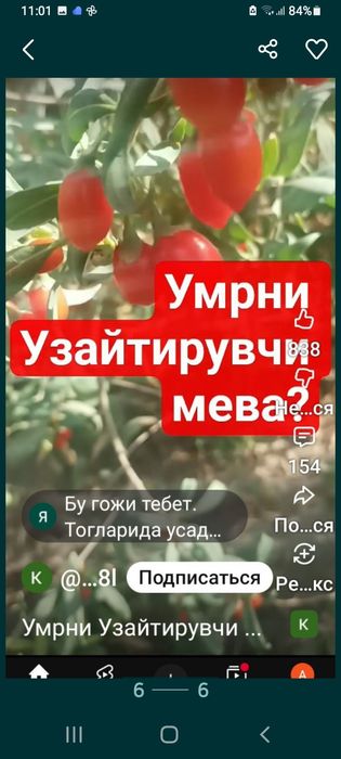 Годжи кучатлари сотилади