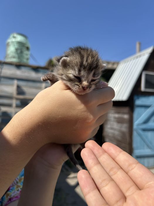 продам маленкие котят