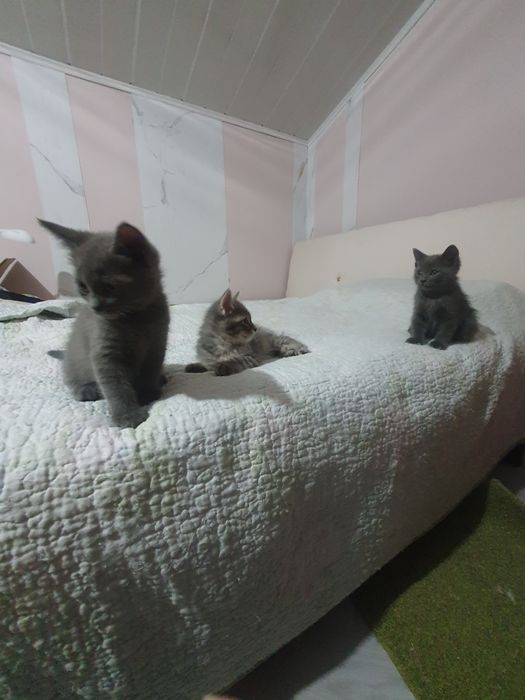 Котята маленькие