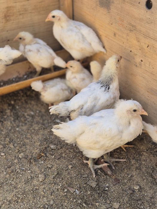 Продам домашних  цыплят