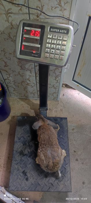 Quyon goʻshti yangi soyib beramiz