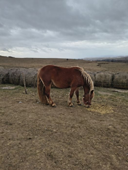 Vand/schimb manza gestanta