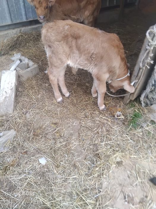 Бұзаулы сиырлар сатылады