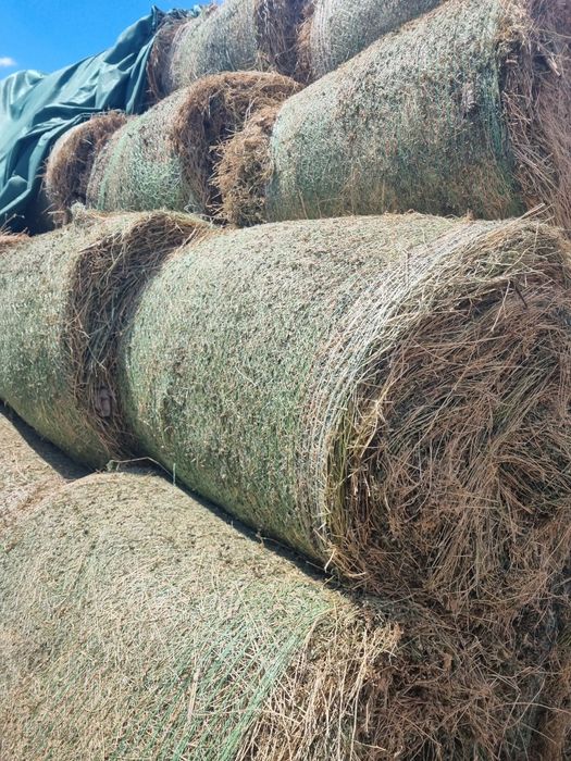 Baloti lucerna coasa 2
