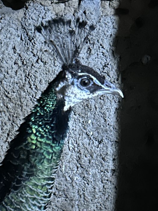 Продам самку павлина