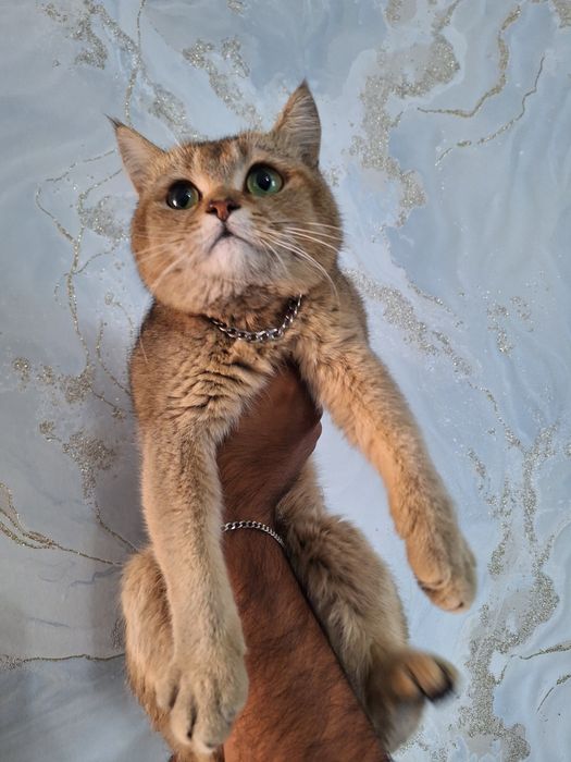 Британец приглашает кошек на вязку, порода британская короткошерстная