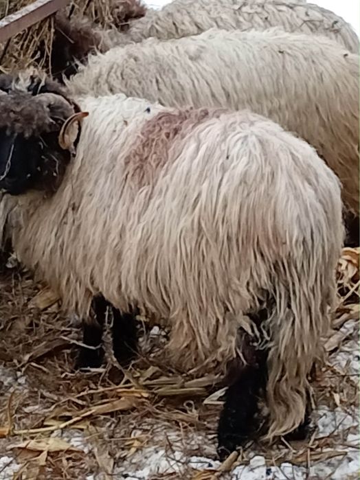 Vând berbecut cirlan